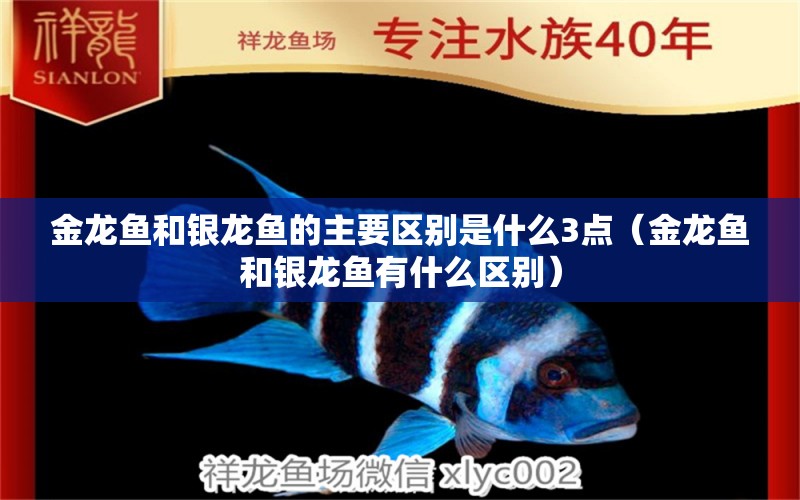 金龍魚和銀龍魚的主要區(qū)別是什么3點（金龍魚和銀龍魚有什么區(qū)別）