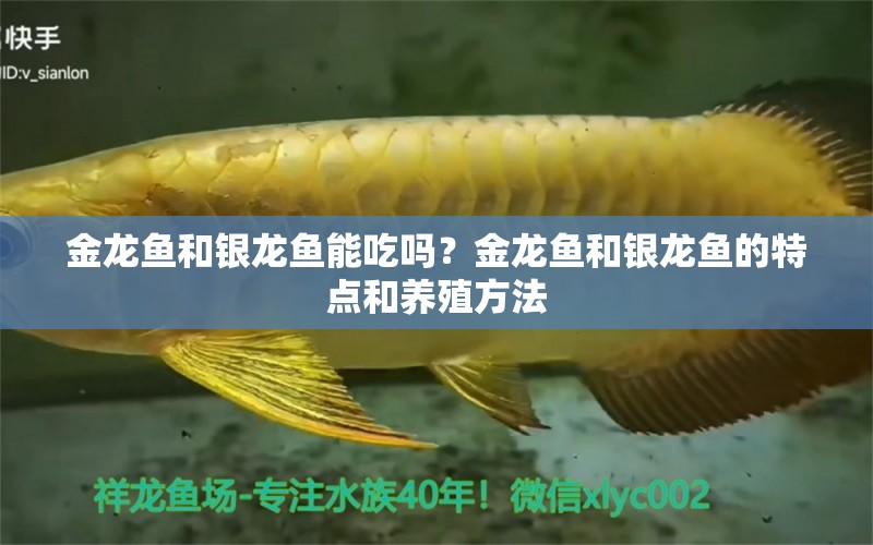 金龍魚和銀龍魚能吃嗎？金龍魚和銀龍魚的特點和養(yǎng)殖方法 銀龍魚