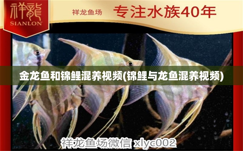 金龍魚(yú)和錦鯉混養(yǎng)視頻(錦鯉與龍魚(yú)混養(yǎng)視頻) 觀賞魚(yú)批發(fā) 第1張