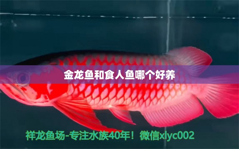 金龍魚和食人魚哪個(gè)好養(yǎng) 食人魚（水虎）