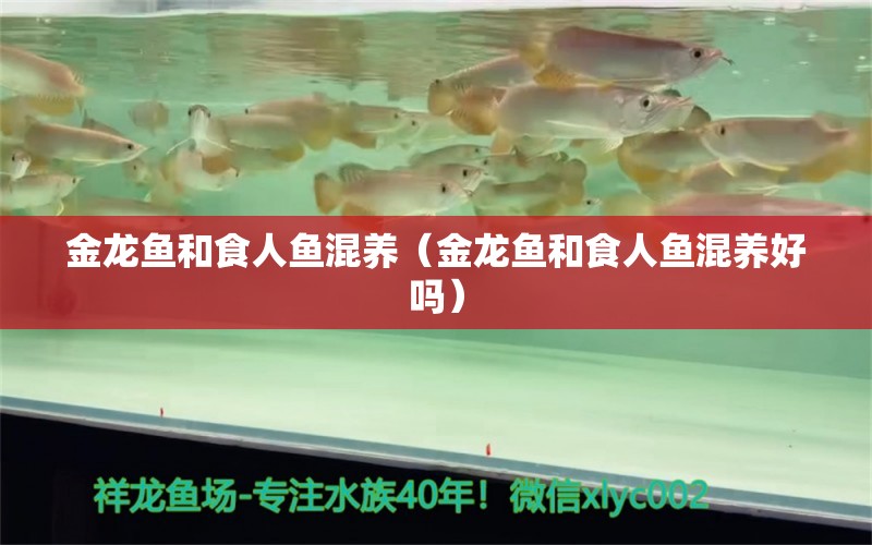 金龍魚(yú)和食人魚(yú)混養(yǎng)（金龍魚(yú)和食人魚(yú)混養(yǎng)好嗎）