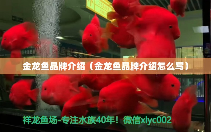 金龍魚品牌介紹（金龍魚品牌介紹怎么寫）