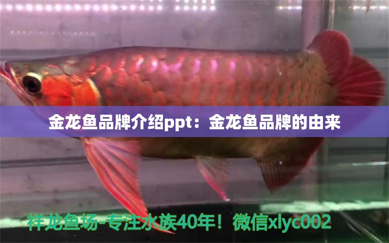 金龍魚品牌介紹ppt：金龍魚品牌的由來