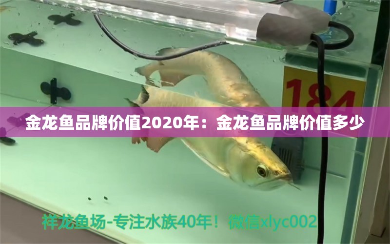 金龍魚品牌價(jià)值2020年：金龍魚品牌價(jià)值多少