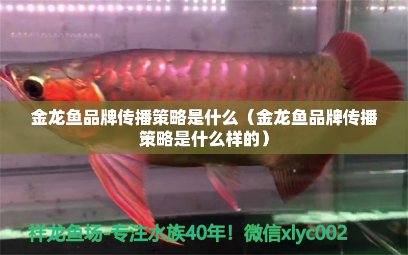 金龍魚品牌傳播策略是什么（金龍魚品牌傳播策略是什么樣的）