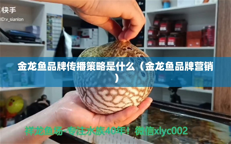 金龍魚品牌傳播策略是什么（金龍魚品牌營銷） 觀賞魚批發(fā)