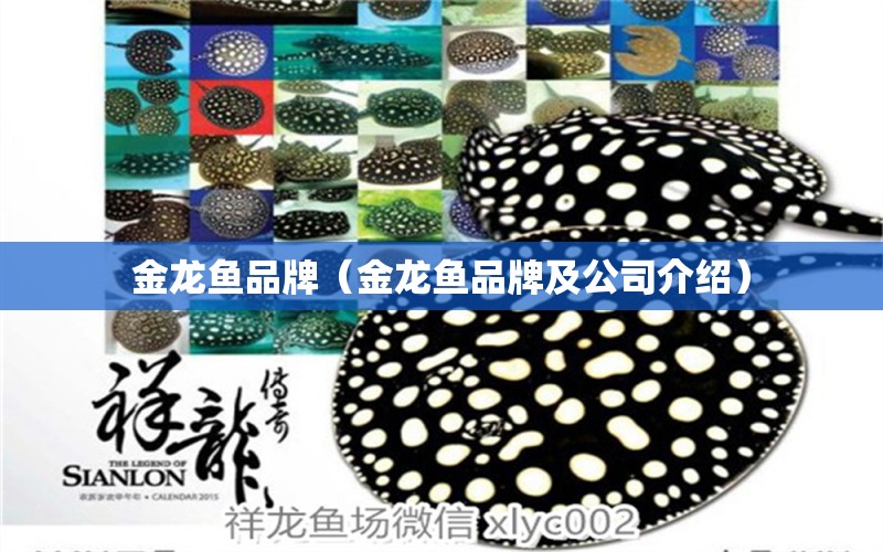 金龍魚品牌（金龍魚品牌及公司介紹）