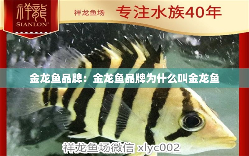 金龍魚品牌：金龍魚品牌為什么叫金龍魚 廣州龍魚批發(fā)市場