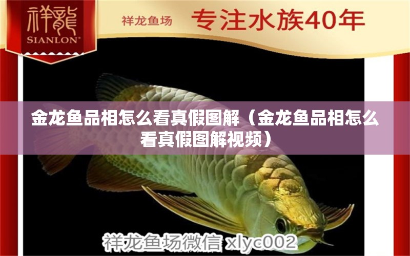 金龍魚品相怎么看真假圖解（金龍魚品相怎么看真假圖解視頻） 九鼎魚缸