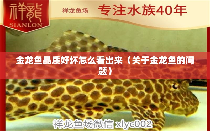 金龍魚品質(zhì)好壞怎么看出來(lái)（關(guān)于金龍魚的問(wèn)題） 水族問(wèn)答 第1張