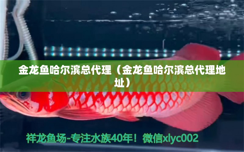 金龍魚哈爾濱總代理（金龍魚哈爾濱總代理地址）