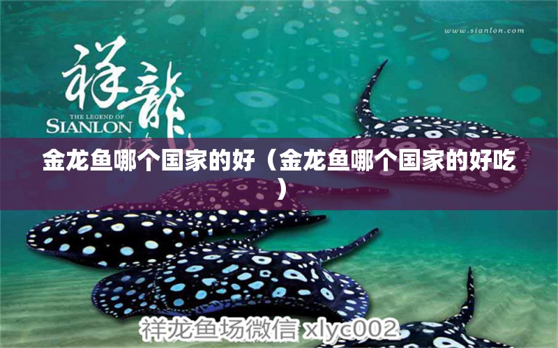 金龍魚哪個國家的好（金龍魚哪個國家的好吃） 龍魚百科