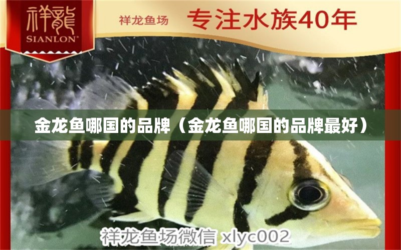 金龍魚哪國的品牌（金龍魚哪國的品牌最好）