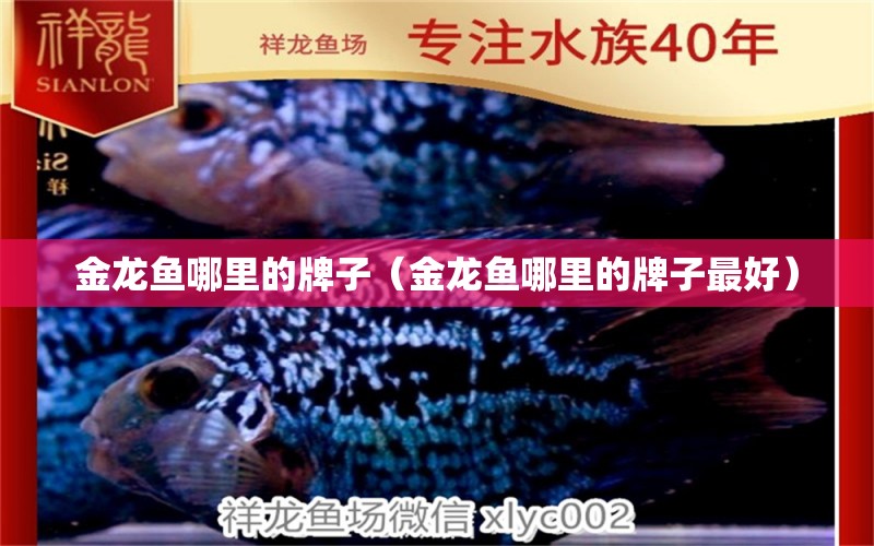 金龍魚哪里的牌子（金龍魚哪里的牌子最好）