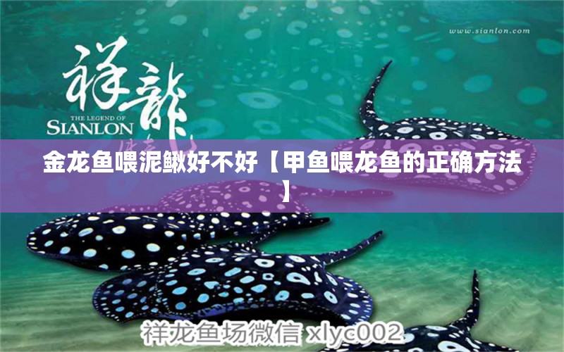 金龍魚喂泥鰍好不好【甲魚喂龍魚的正確方法】 龍魚批發(fā)