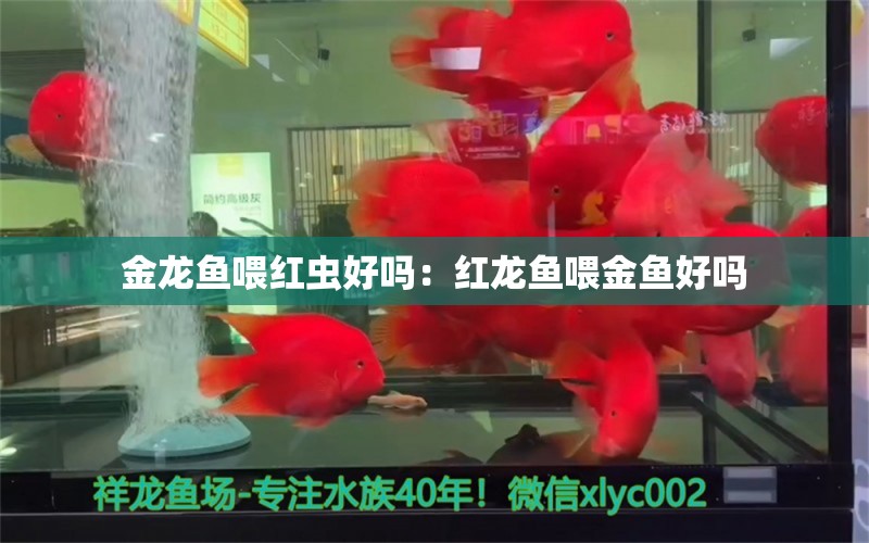 金龍魚喂紅蟲好嗎：紅龍魚喂金魚好嗎