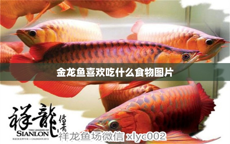 金龍魚喜歡吃什么食物圖片