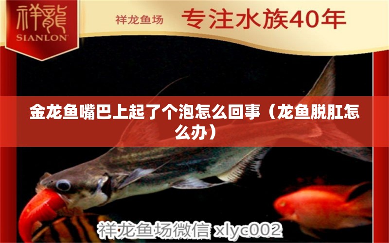 金龍魚(yú)嘴巴上起了個(gè)泡怎么回事（龍魚(yú)脫肛怎么辦） 白子紅龍魚(yú) 第2張