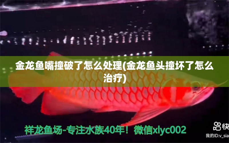 金龍魚嘴撞破了怎么處理(金龍魚頭撞壞了怎么治療) 三間鼠魚