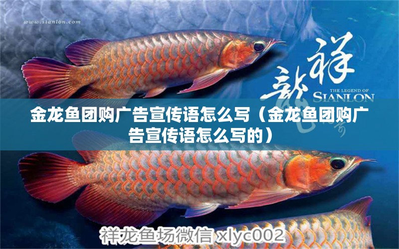 金龍魚團(tuán)購廣告宣傳語怎么寫（金龍魚團(tuán)購廣告宣傳語怎么寫的） 祥龍魚場