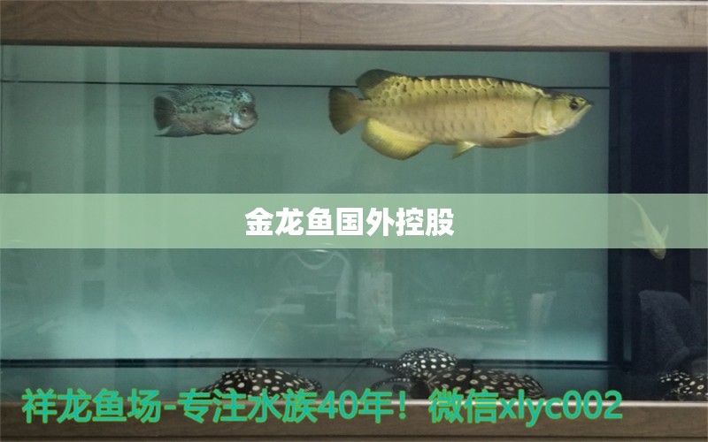 金龍魚國外控股  藍(lán)底過背金龍魚 第2張