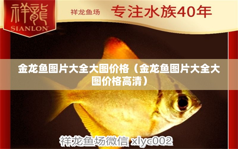 金龍魚(yú)圖片大全大圖價(jià)格（金龍魚(yú)圖片大全大圖價(jià)格高清） 委內(nèi)瑞拉奧里諾三間魚(yú)