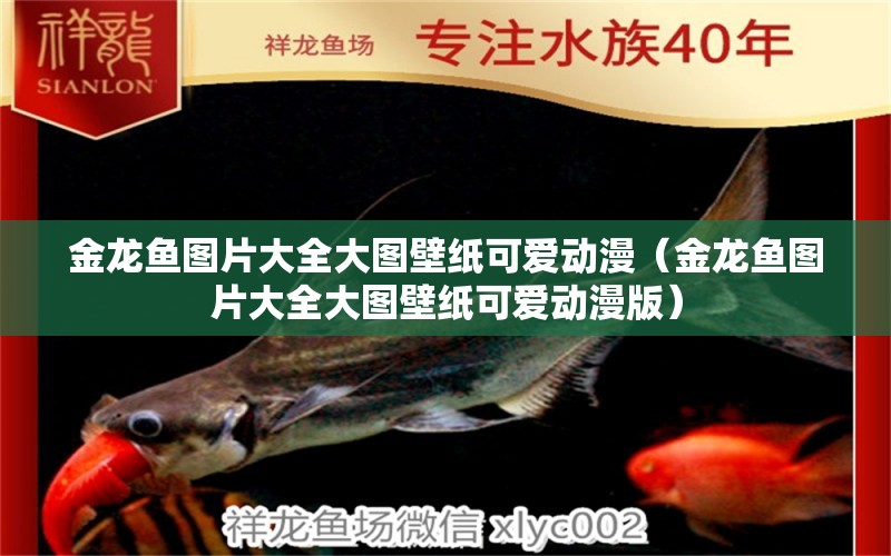 金龍魚圖片大全大圖壁紙可愛動漫（金龍魚圖片大全大圖壁紙可愛動漫版） 祥龍水族醫(yī)院