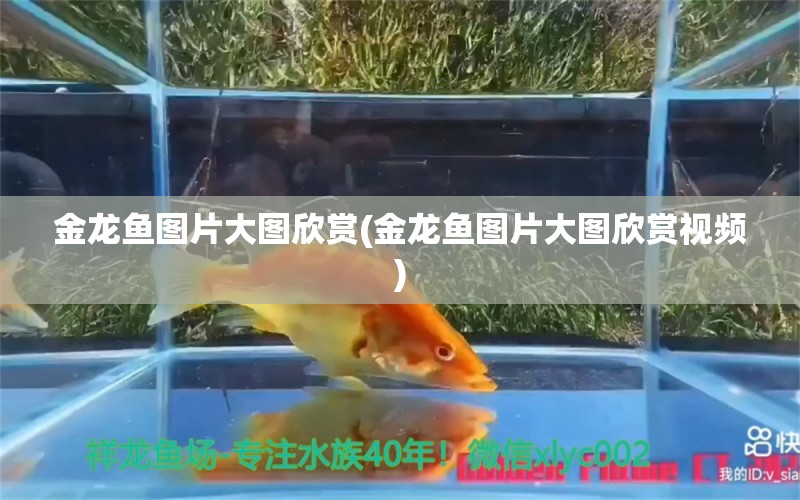 金龍魚圖片大圖欣賞(金龍魚圖片大圖欣賞視頻)