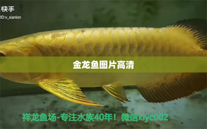 金龍魚圖片高清