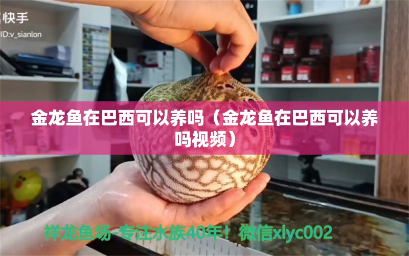 金龍魚(yú)在巴西可以養(yǎng)嗎（金龍魚(yú)在巴西可以養(yǎng)嗎視頻） 祥龍水族醫(yī)院