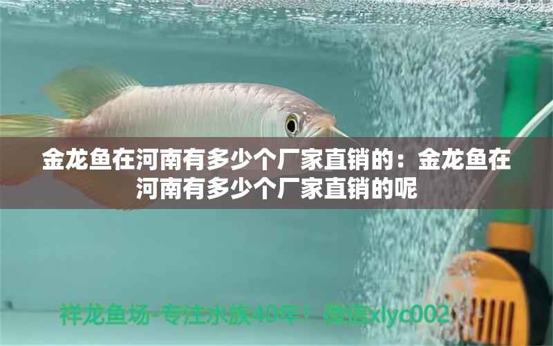 金龍魚在河南有多少個(gè)廠家直銷的：金龍魚在河南有多少個(gè)廠家直銷的呢