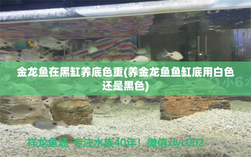 金龍魚在黑缸養(yǎng)底色重(養(yǎng)金龍魚魚缸底用白色還是黑色) 定時(shí)器/自控系統(tǒng) 第1張