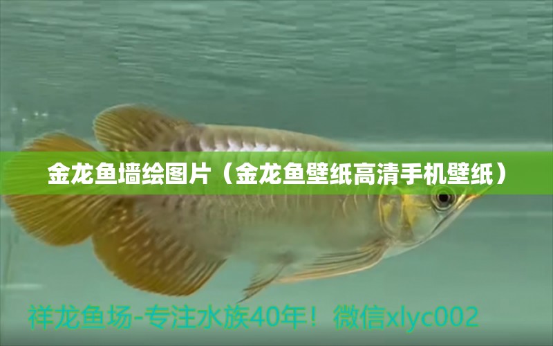 金龍魚墻繪圖片（金龍魚壁紙高清手機(jī)壁紙）