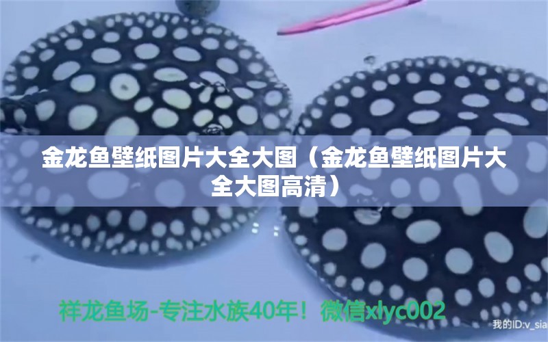 金龍魚壁紙圖片大全大圖（金龍魚壁紙圖片大全大圖高清）