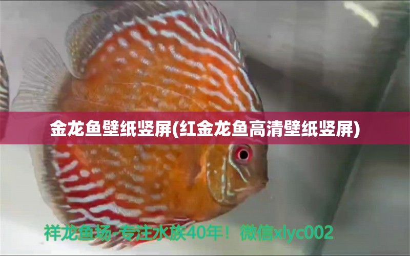 金龍魚壁紙豎屏(紅金龍魚高清壁紙豎屏)