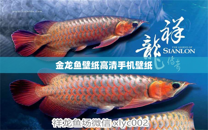 金龍魚壁紙高清手機壁紙