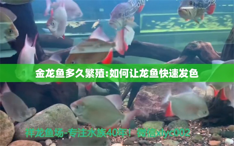 金龍魚多久繁殖:如何讓龍魚快速發(fā)色