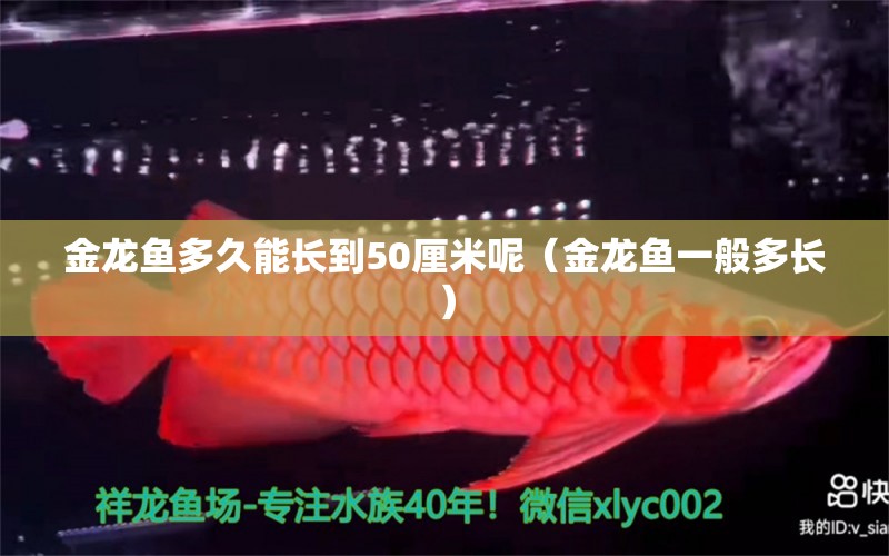 金龍魚(yú)多久能長(zhǎng)到50厘米呢（金龍魚(yú)一般多長(zhǎng)）