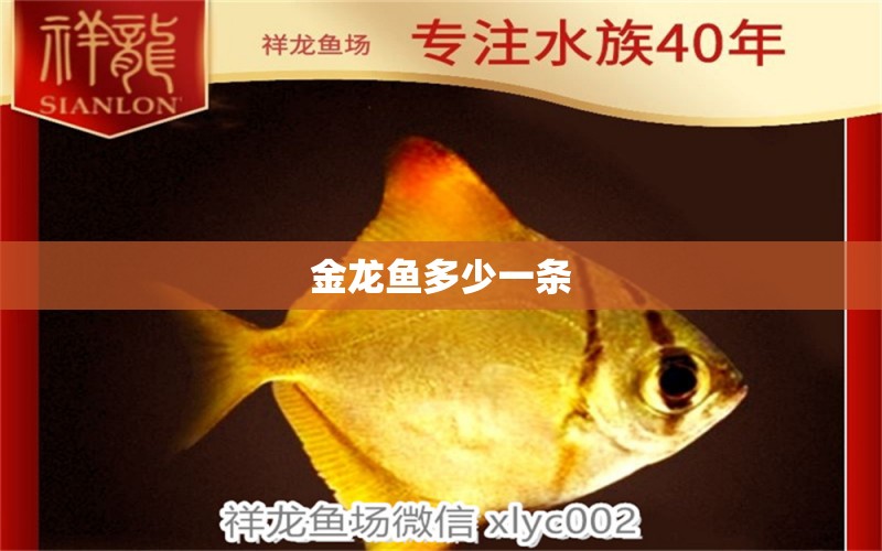 金龍魚多少一條