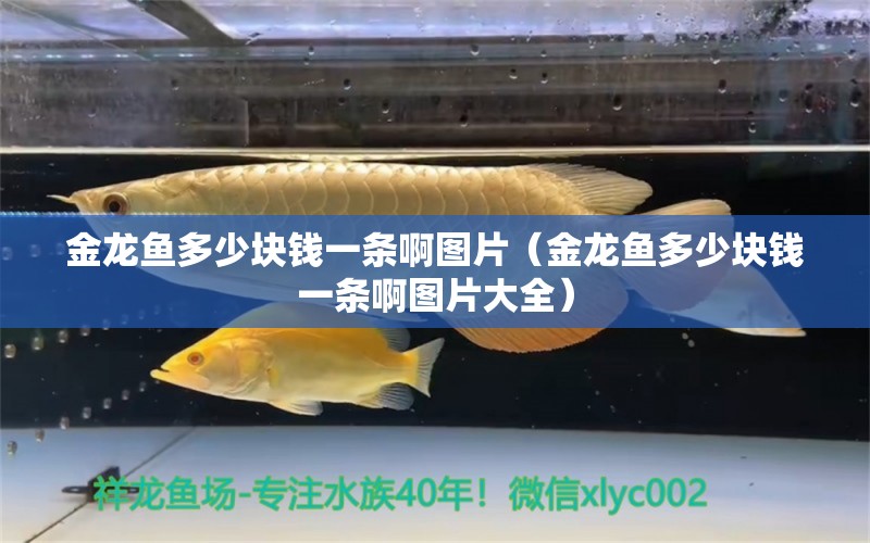 金龍魚多少塊錢一條啊圖片（金龍魚多少塊錢一條啊圖片大全） 祥龍水族醫(yī)院