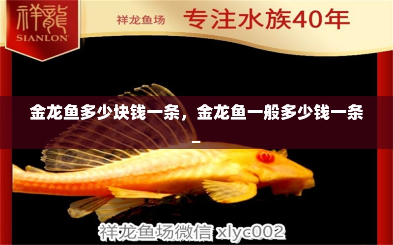 金龍魚多少塊錢一條，金龍魚一般多少錢一條_