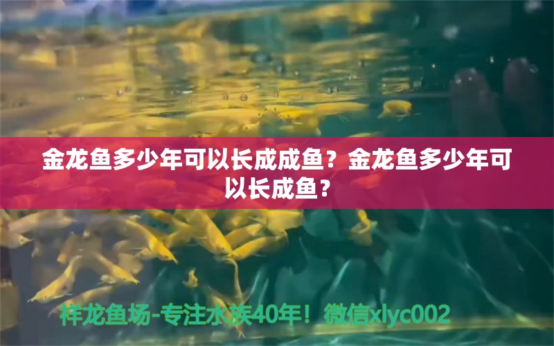 金龍魚多少年可以長成成魚？金龍魚多少年可以長成魚？ 七紋巨鯉魚