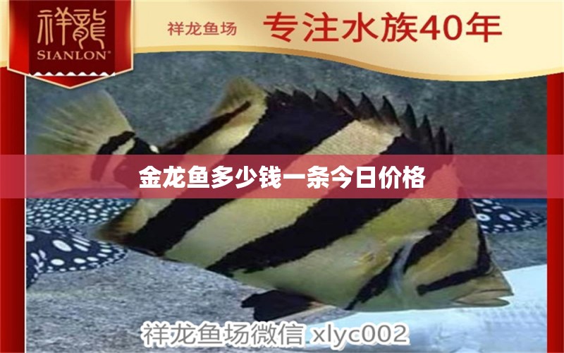 金龍魚(yú)多少錢(qián)一條今日價(jià)格