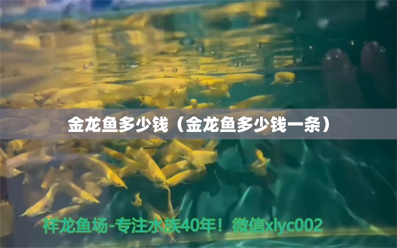 金龍魚多少錢（金龍魚多少錢一條）