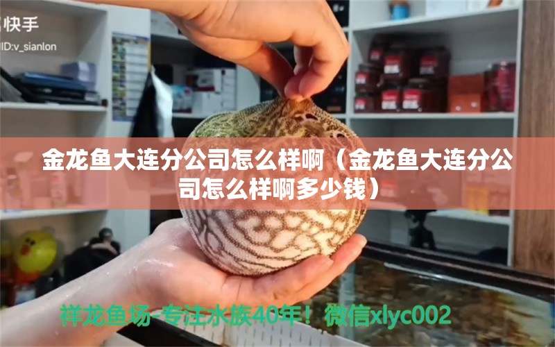 金龍魚大連分公司怎么樣啊（金龍魚大連分公司怎么樣啊多少錢）