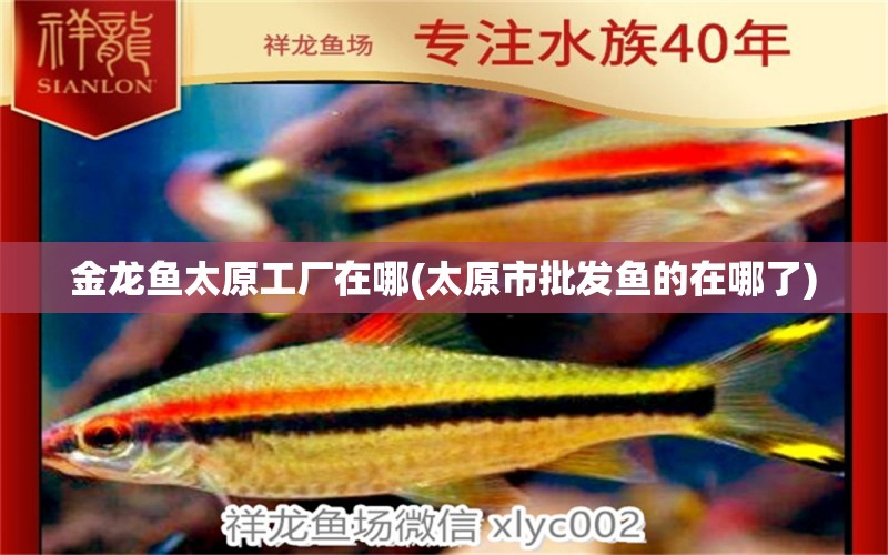 金龍魚太原工廠在哪(太原市批發(fā)魚的在哪了) 成吉思汗鯊（球鯊）魚