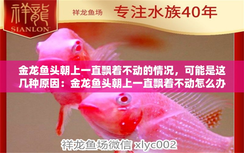 金龍魚頭朝上一直飄著不動的情況，可能是這幾種原因：金龍魚頭朝上一直飄著不動怎么辦