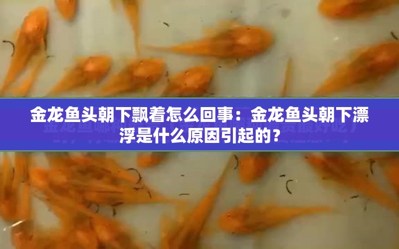 金龍魚頭朝下飄著怎么回事：金龍魚頭朝下漂浮是什么原因引起的？ 水族問答