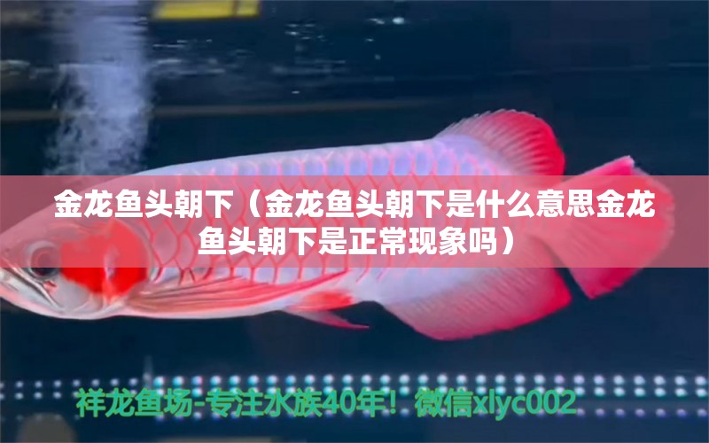 金龍魚頭朝下（金龍魚頭朝下是什么意思金龍魚頭朝下是正?，F(xiàn)象嗎） 水族問答 第2張