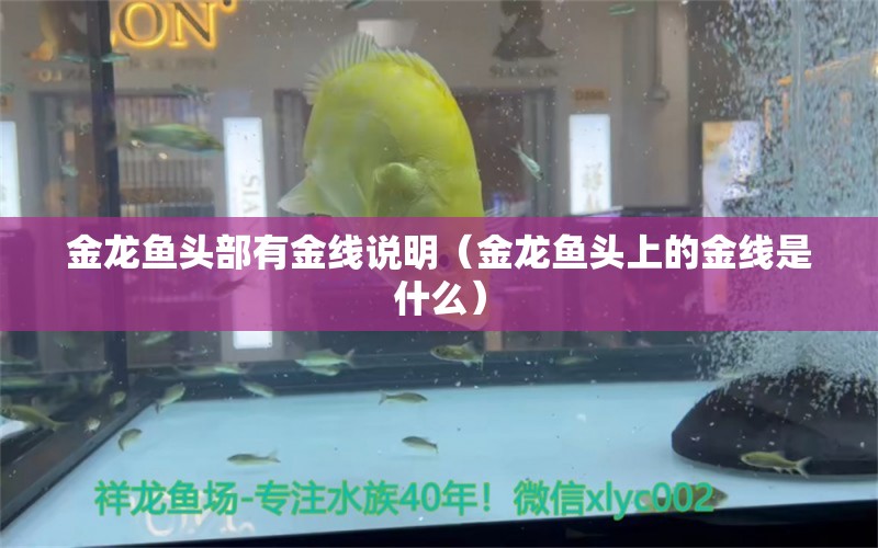 金龍魚頭部有金線說明（金龍魚頭上的金線是什么）